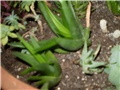 crasula